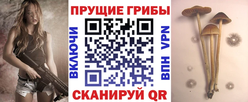 Галлюциногенные грибы Psilocybe  ОМГ ОМГ tor  Инсар 